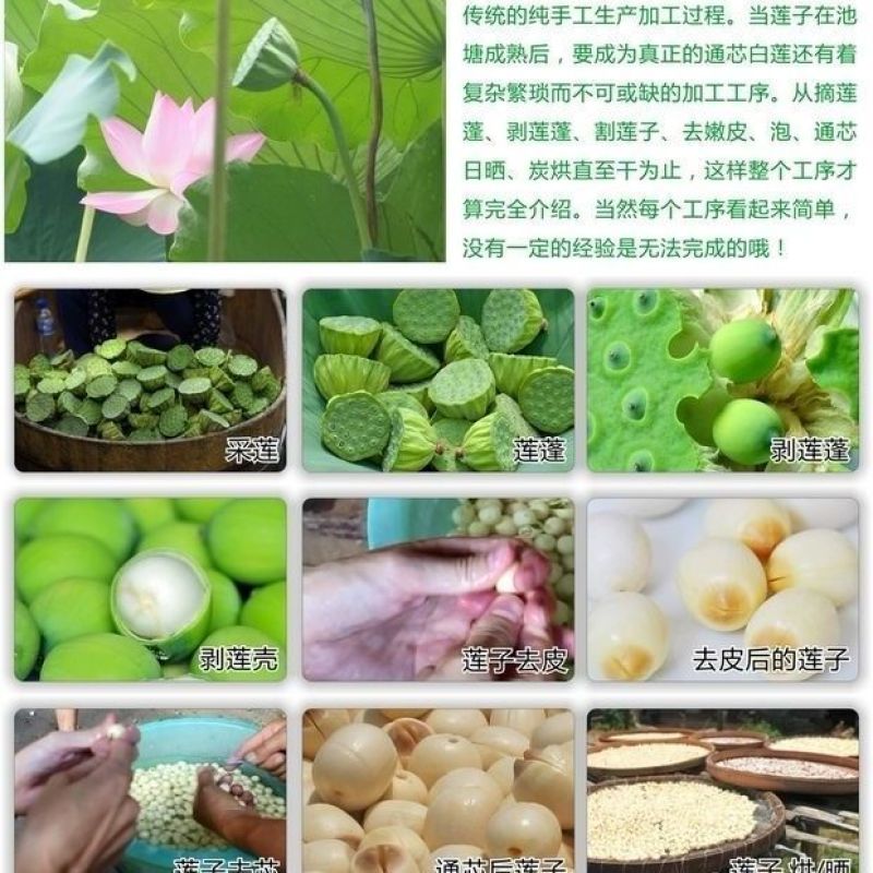 现货现发甜嫩鲜莲蓬新鲜莲子米孕妇水果当天现摘生吃一件代发