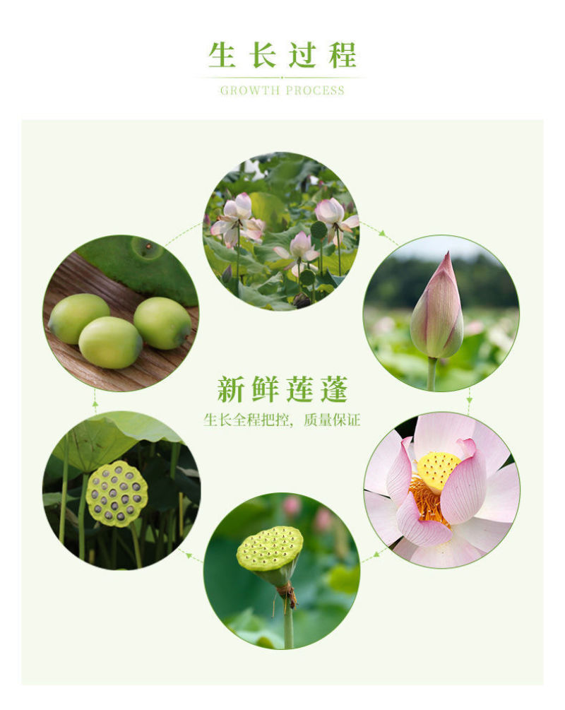 现货现发甜嫩鲜莲蓬新鲜莲子米孕妇水果当天现摘生吃一件代发