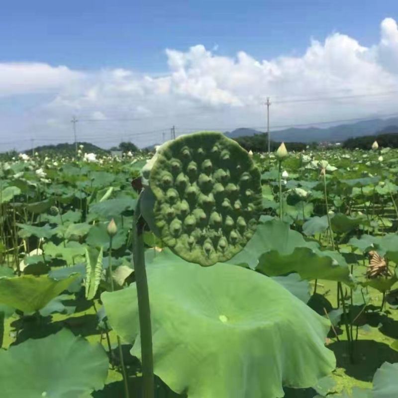 现货现发甜嫩鲜莲蓬新鲜莲子米孕妇水果当天现摘生吃一件代发