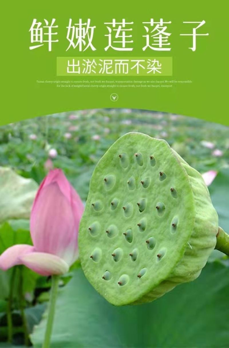 现货现发甜嫩鲜莲蓬新鲜莲子米孕妇水果当天现摘生吃一件代发