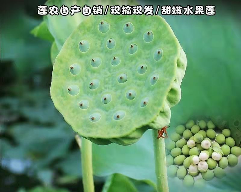 现货现发甜嫩鲜莲蓬新鲜莲子米孕妇水果当天现摘生吃一件代发