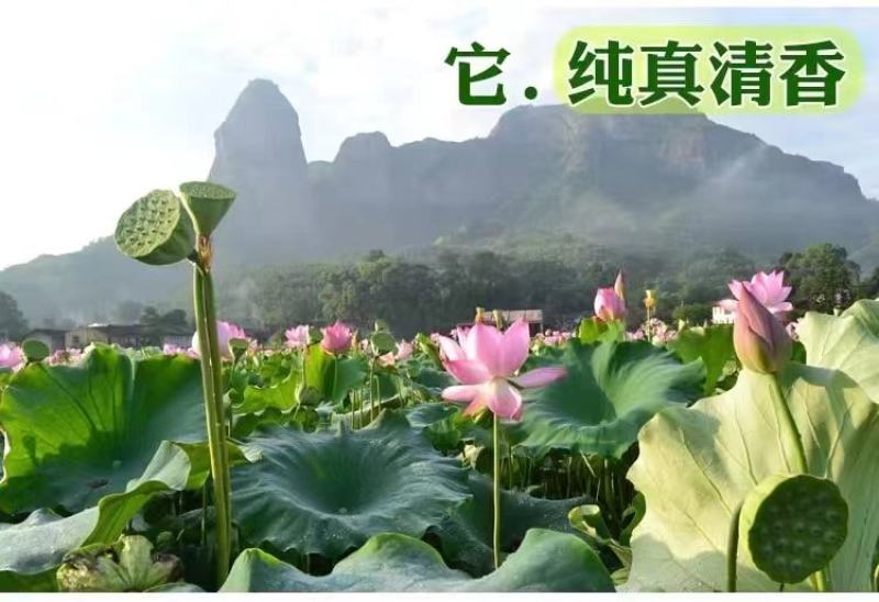 现货现发甜嫩鲜莲蓬新鲜莲子米孕妇水果当天现摘生吃一件代发