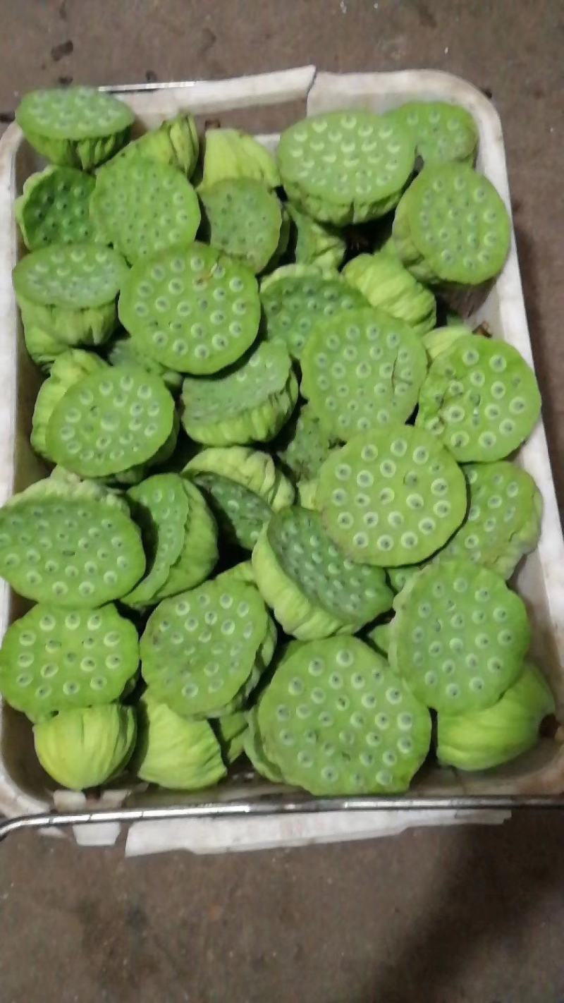 现货现发甜嫩鲜莲蓬新鲜莲子米孕妇水果当天现摘生吃一件代发