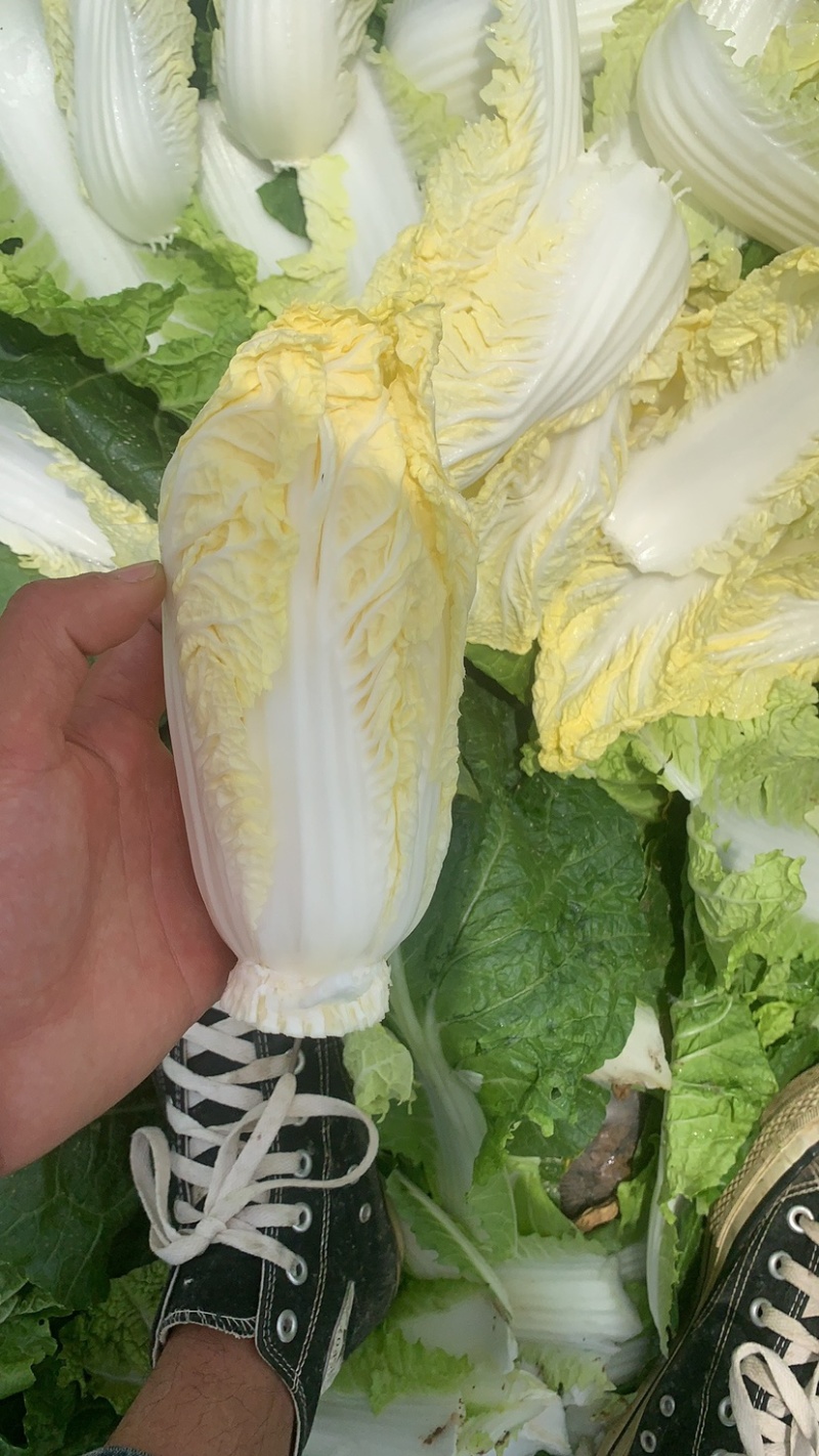 河南省鹿邑县娃娃菜，颗大，黄度高24小时视屏看货