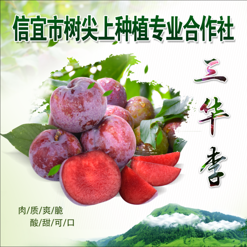 三华李子