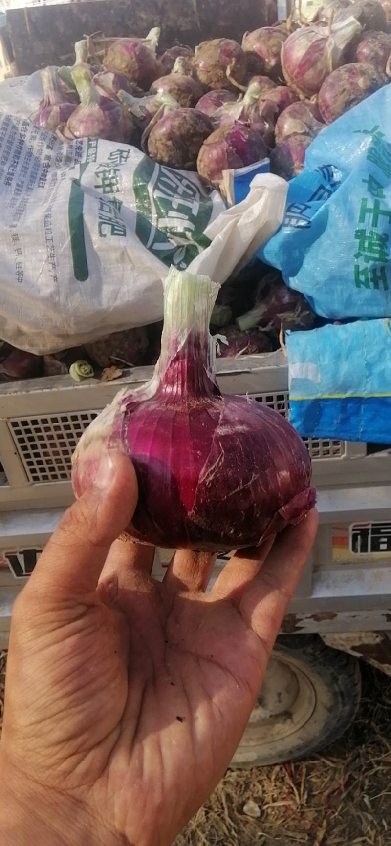 河南通许万亩基地洋葱，欢迎各位老板前来采购