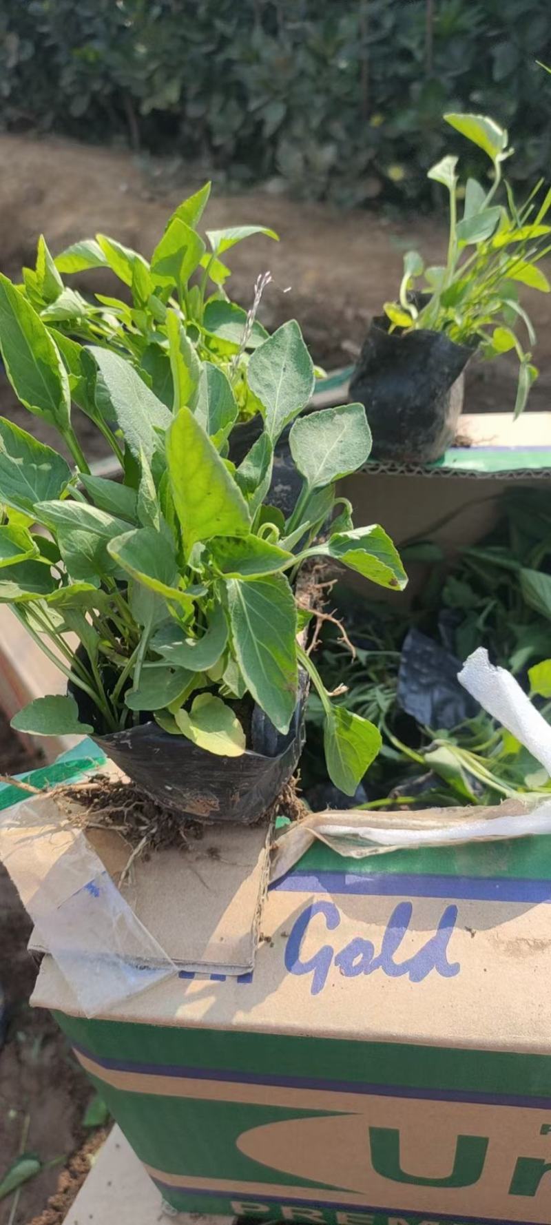 精品地丁出芽多根细叶面好价格低量大老板放心