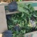精品地丁出芽多根细叶面好价格低量大老板放心