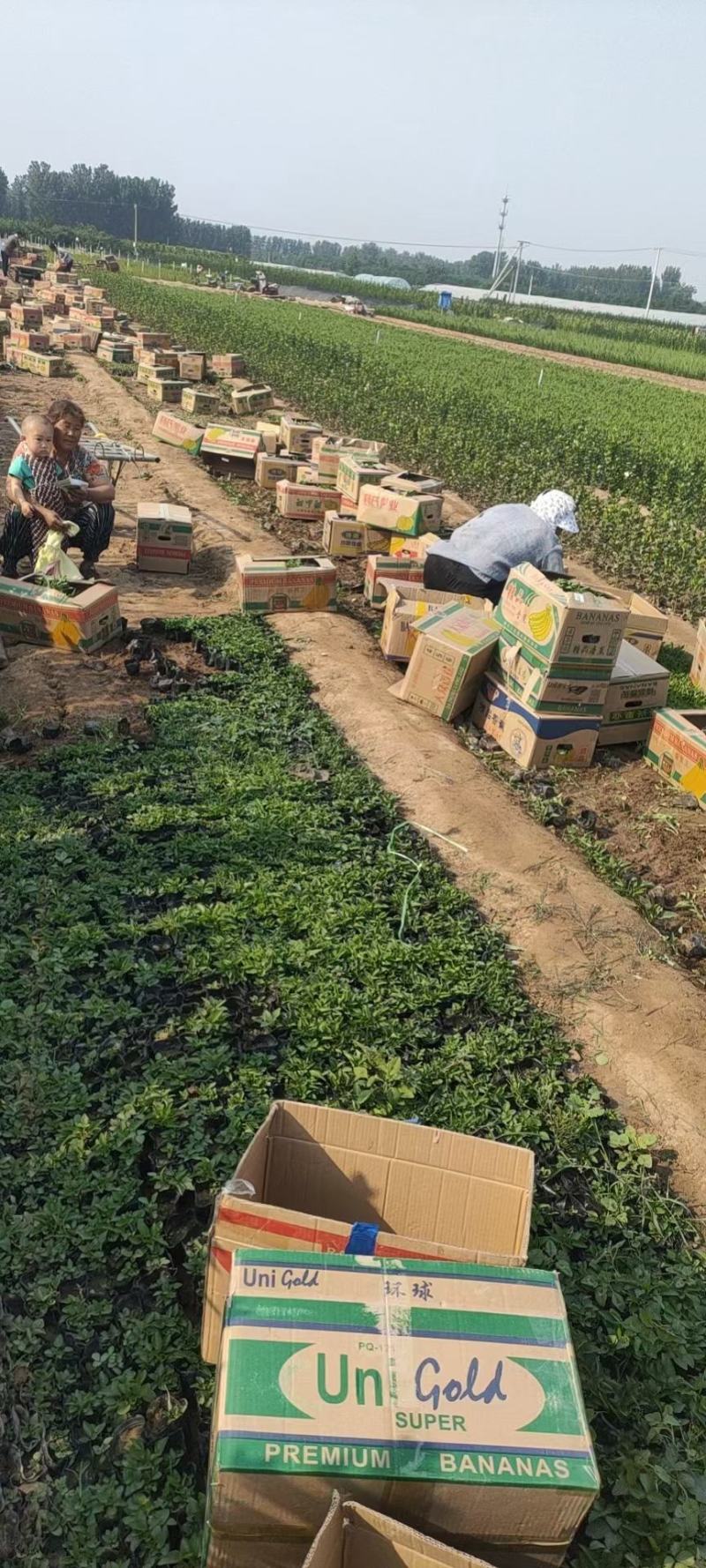 精品地丁出芽多根细叶面好价格低量大老板放心