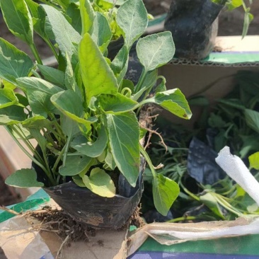 精品地丁出芽多根细叶面好价格低量大老板放心