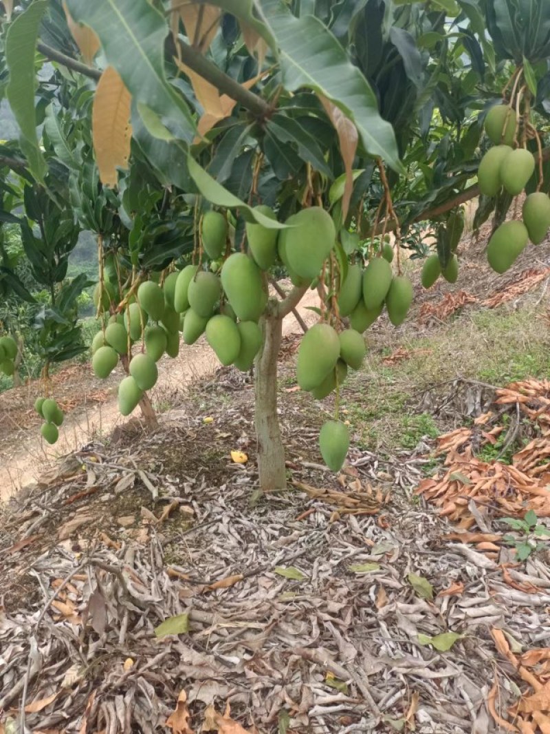 云南高原芒果