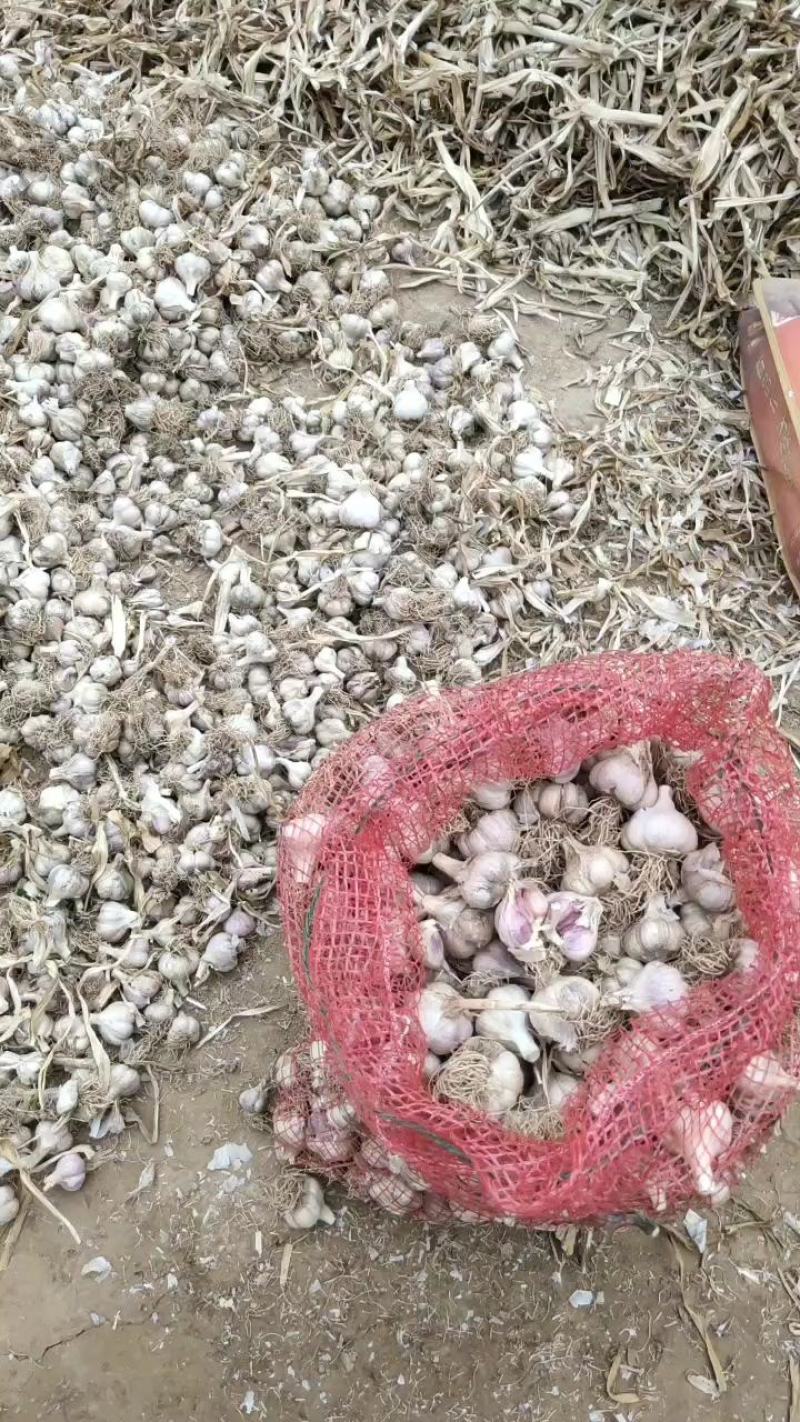 富平川蒜火蒜杞蒜苔蒜可种红根蒜苗白帽蒜苔