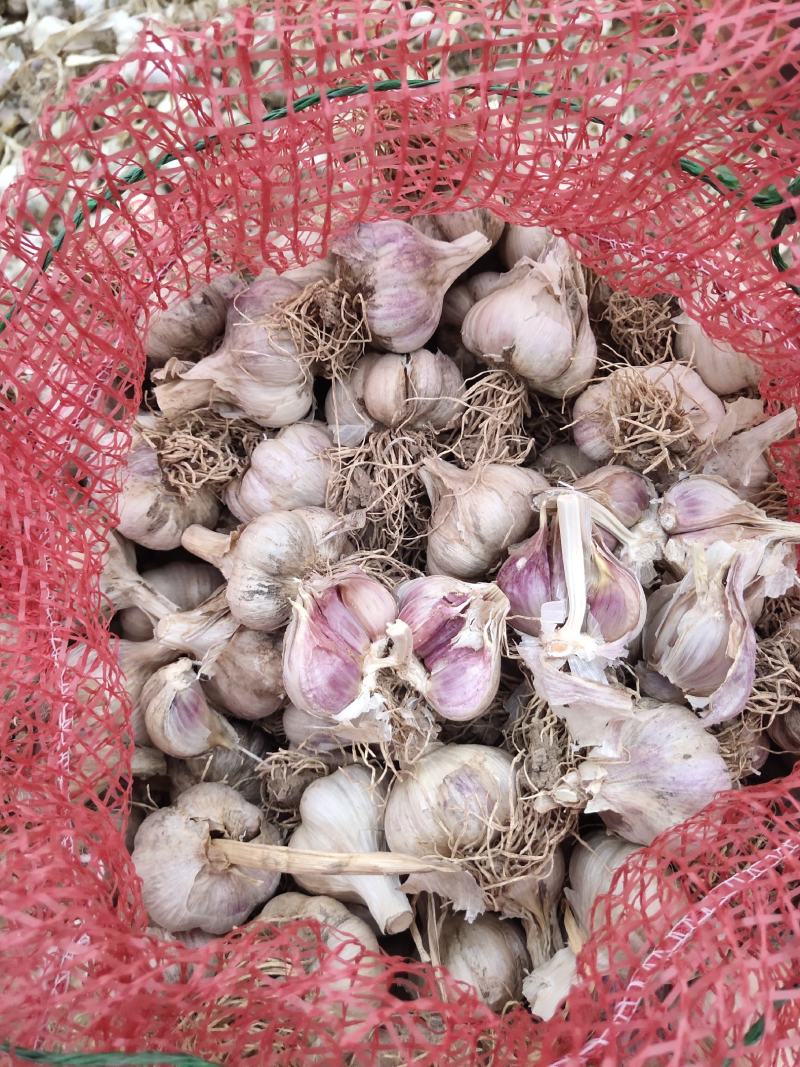 富平川蒜火蒜杞蒜苔蒜可种红根蒜苗白帽蒜苔