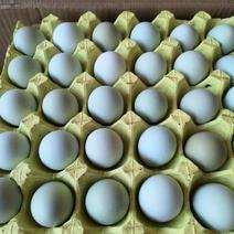 480枚初生绿壳蛋自家养殖厂产品有全国发货一件