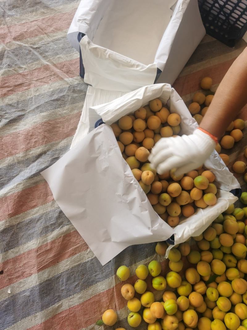 菜籽黄，大量下树，质量好，价格低，欢迎各界老板前来收购，