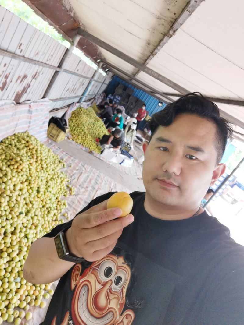 菜籽黄，大量下树，质量好，价格低，欢迎各界老板前来收购，