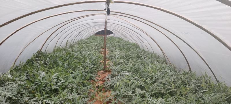 美都无子瓜，大棚，原棚