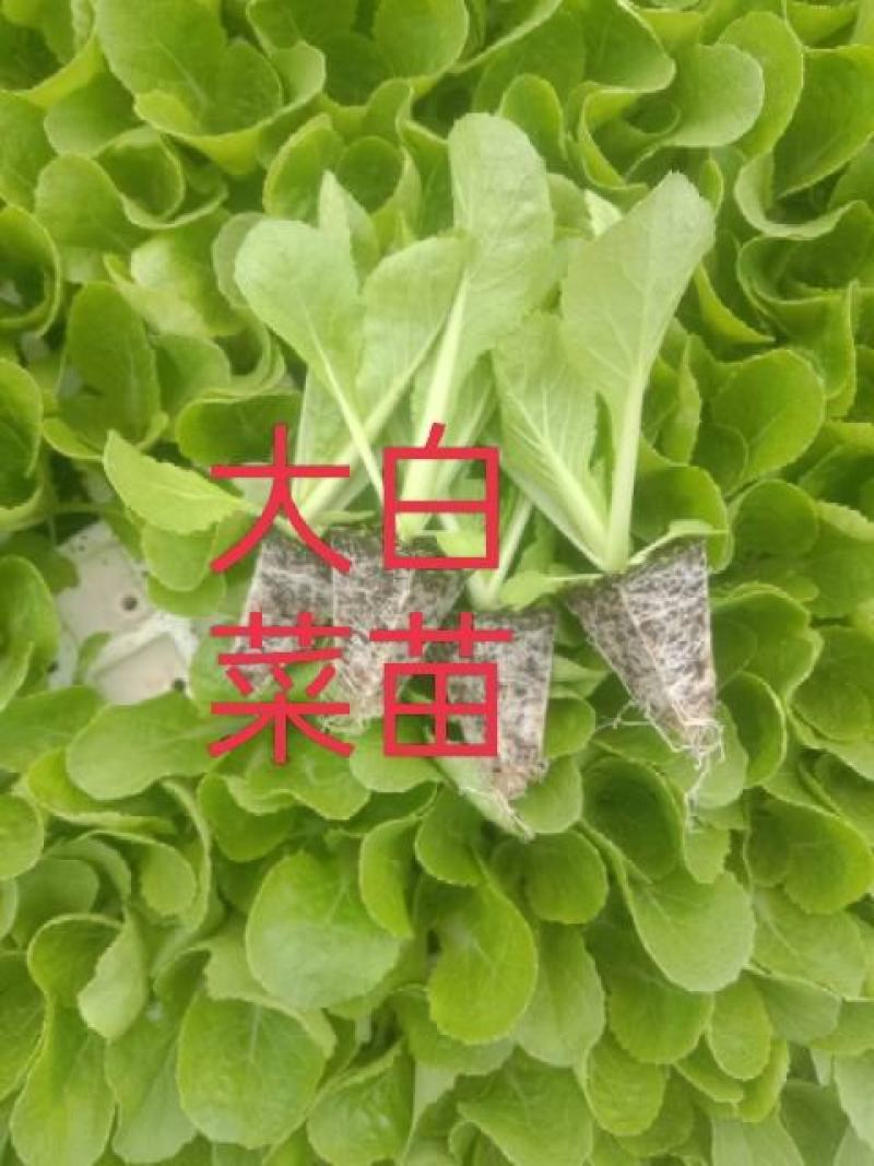 玉米苗