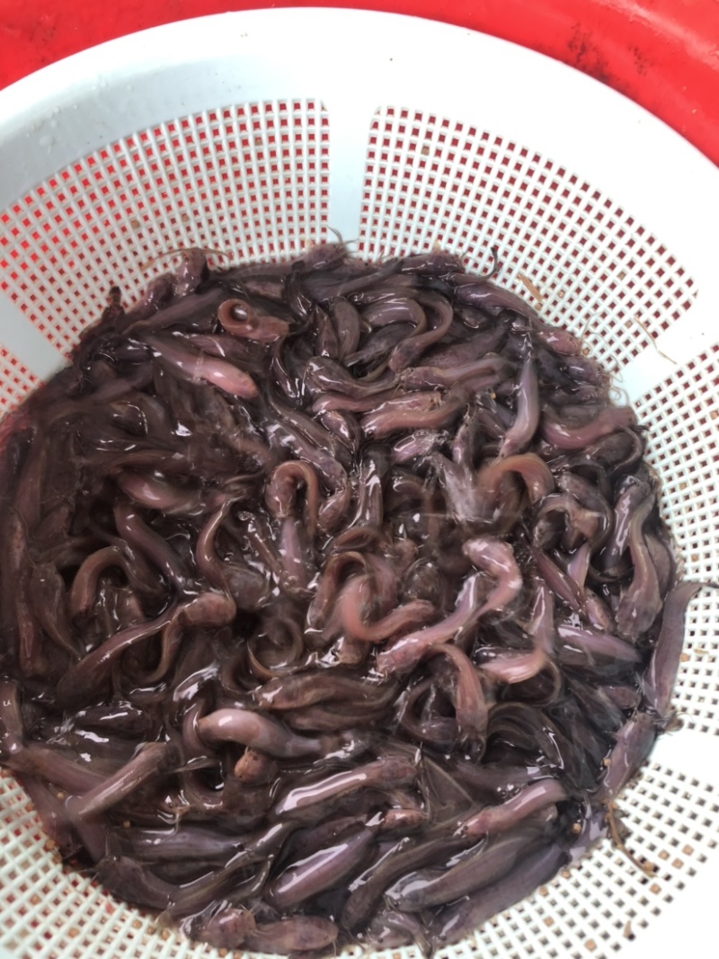 塘鲺鱼苗塘角鱼苗正宗本地塘鲺苗快大型苗种