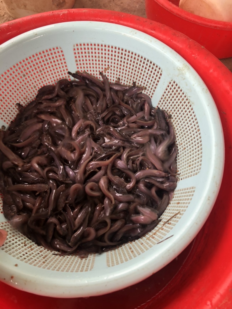 塘鲺鱼苗塘角鱼苗正宗本地塘鲺苗快大型苗种