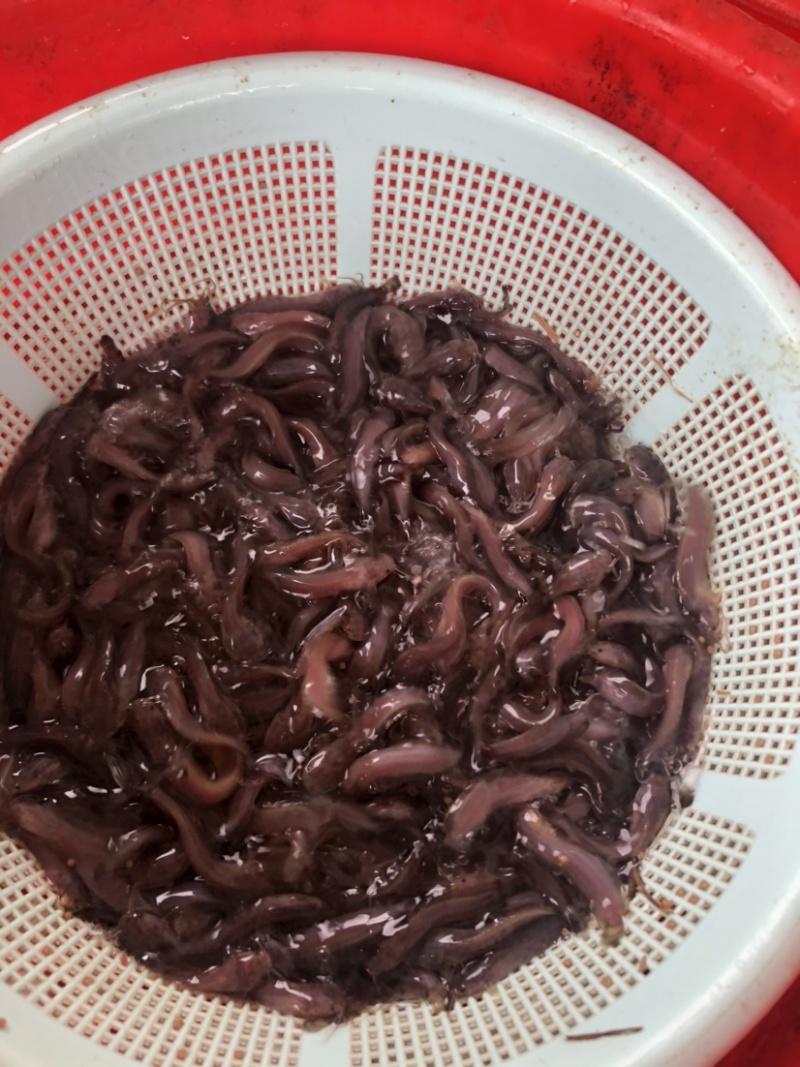 塘鲺鱼苗塘角鱼苗正宗本地塘鲺苗快大型苗种