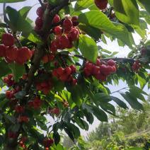 温室樱桃上市，供应美早，萨米托，布卢克斯，红灯。