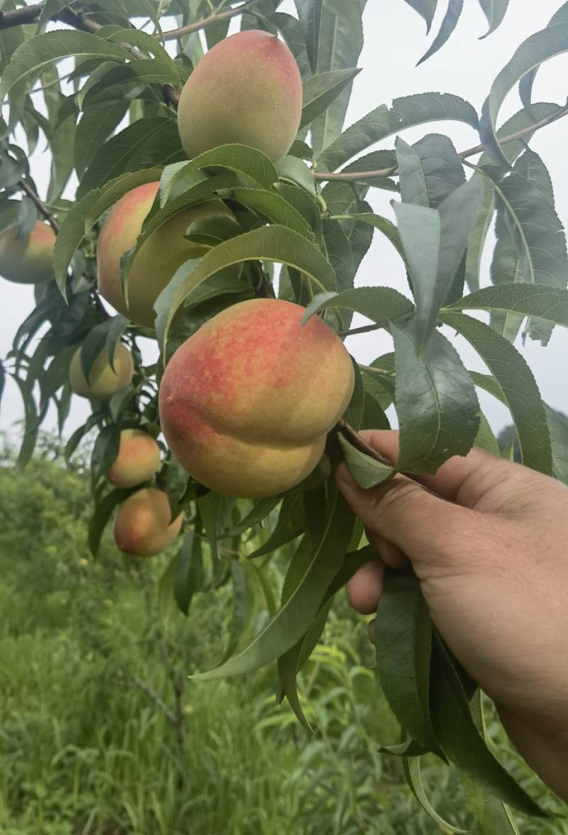 云南，杨梅，蓝莓，阳光玫瑰，桃子，基地直供。