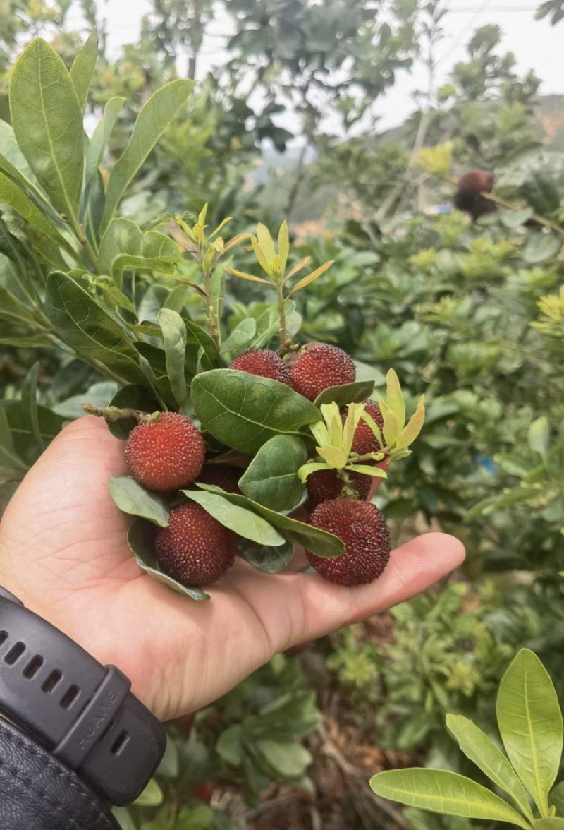 云南，杨梅，蓝莓，阳光玫瑰，桃子，基地直供。