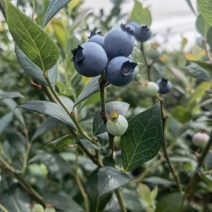 云南，杨梅，蓝莓，阳光玫瑰，桃子，基地直供。