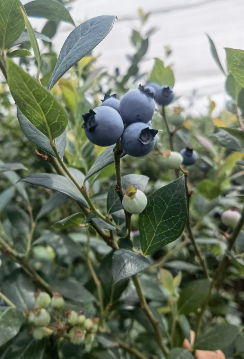 云南，杨梅，蓝莓，阳光玫瑰，桃子，基地直供。