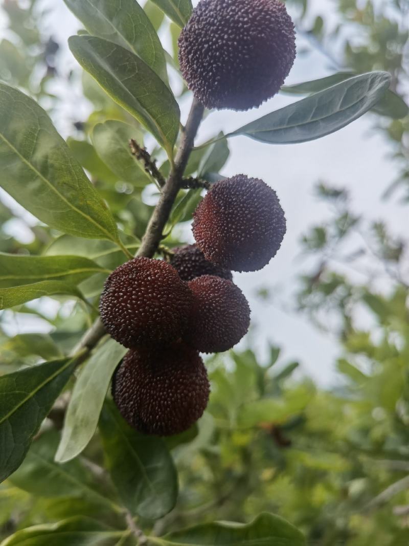 云南，杨梅，蓝莓，阳光玫瑰，桃子，基地直供。
