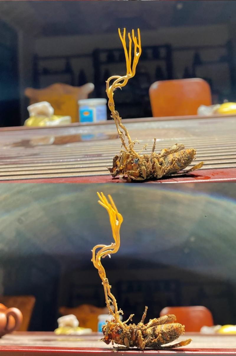 蜂虫草
