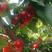 陕西大荔大棚樱桃上市，品质优，种类多多，货源足！