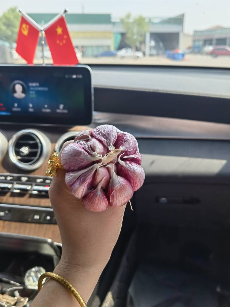 蒜乡红大蒜种子，祘迪基地原种，免费技术指导包回收