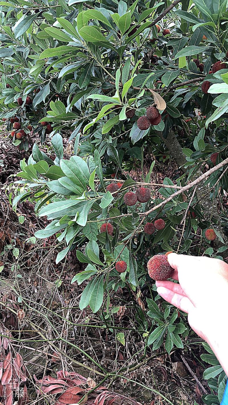 云南石屏杨梅各品种