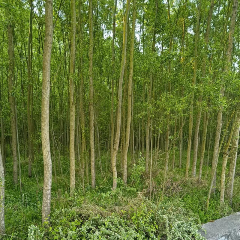 热销：竹柳大量出售，精品竹柳，质量保证，欢迎咨询采购