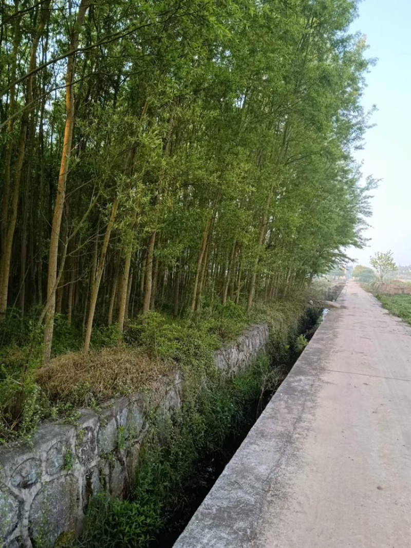 热销：竹柳大量出售，精品竹柳，质量保证，欢迎咨询采购