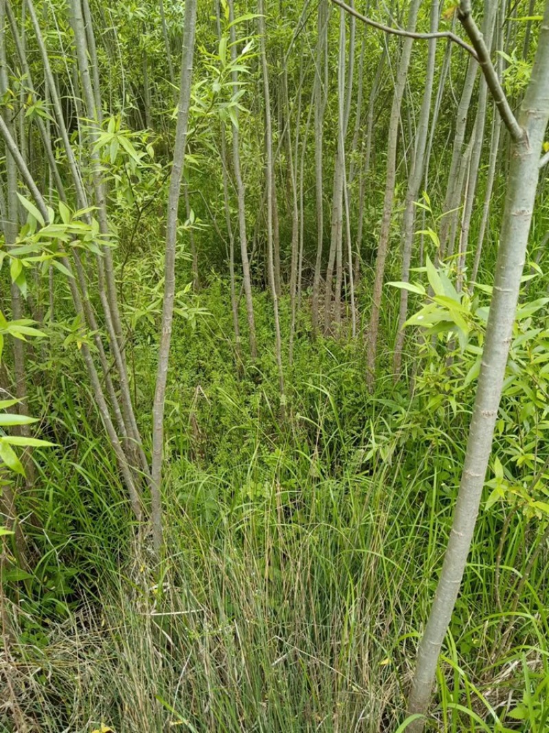 热销：竹柳大量出售，精品竹柳，质量保证，欢迎咨询采购