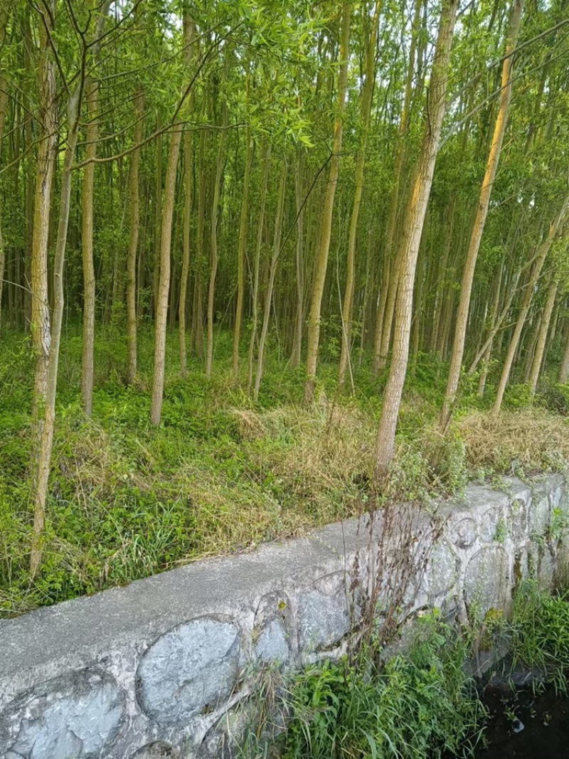 热销：竹柳大量出售，精品竹柳，质量保证，欢迎咨询采购
