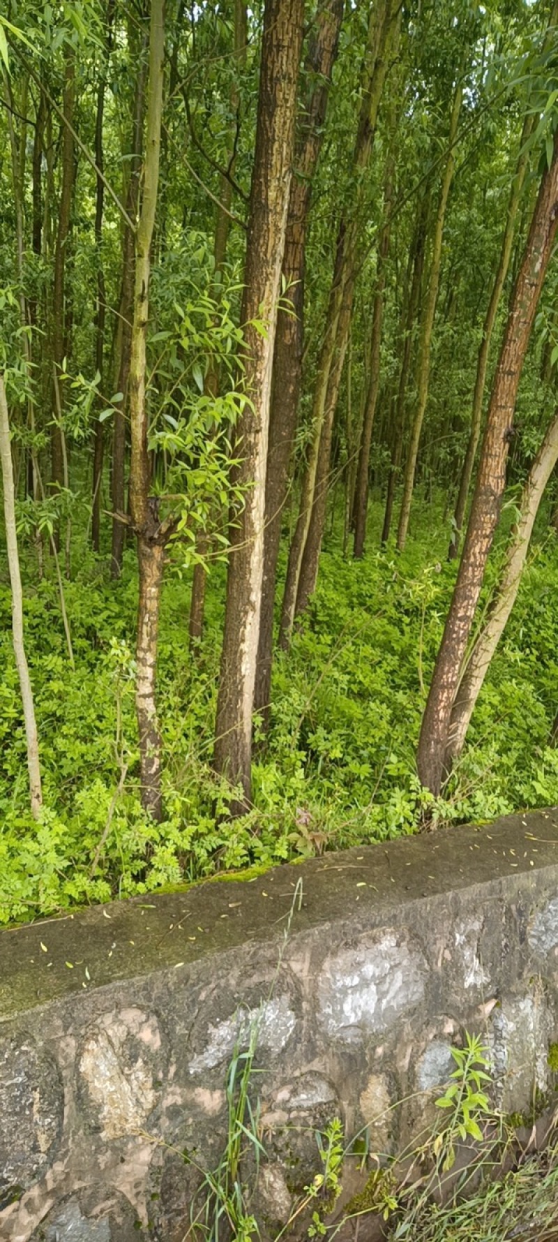 热销：竹柳大量出售，精品竹柳，质量保证，欢迎咨询采购