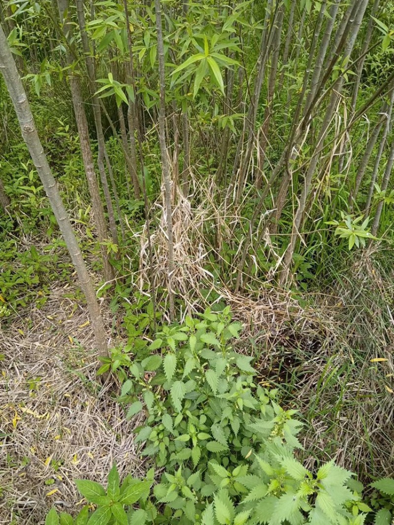 热销：竹柳大量出售，精品竹柳，质量保证，欢迎咨询采购