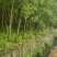 热销：竹柳大量出售，精品竹柳，质量保证，欢迎咨询采购