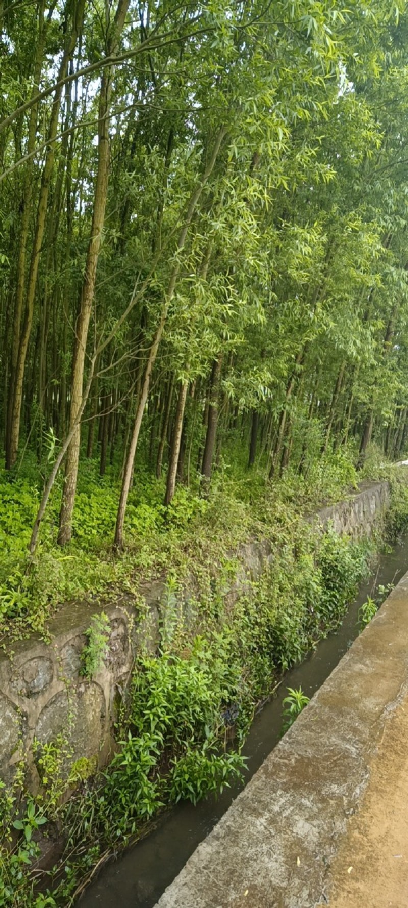 热销：竹柳大量出售，精品竹柳，质量保证，欢迎咨询采购