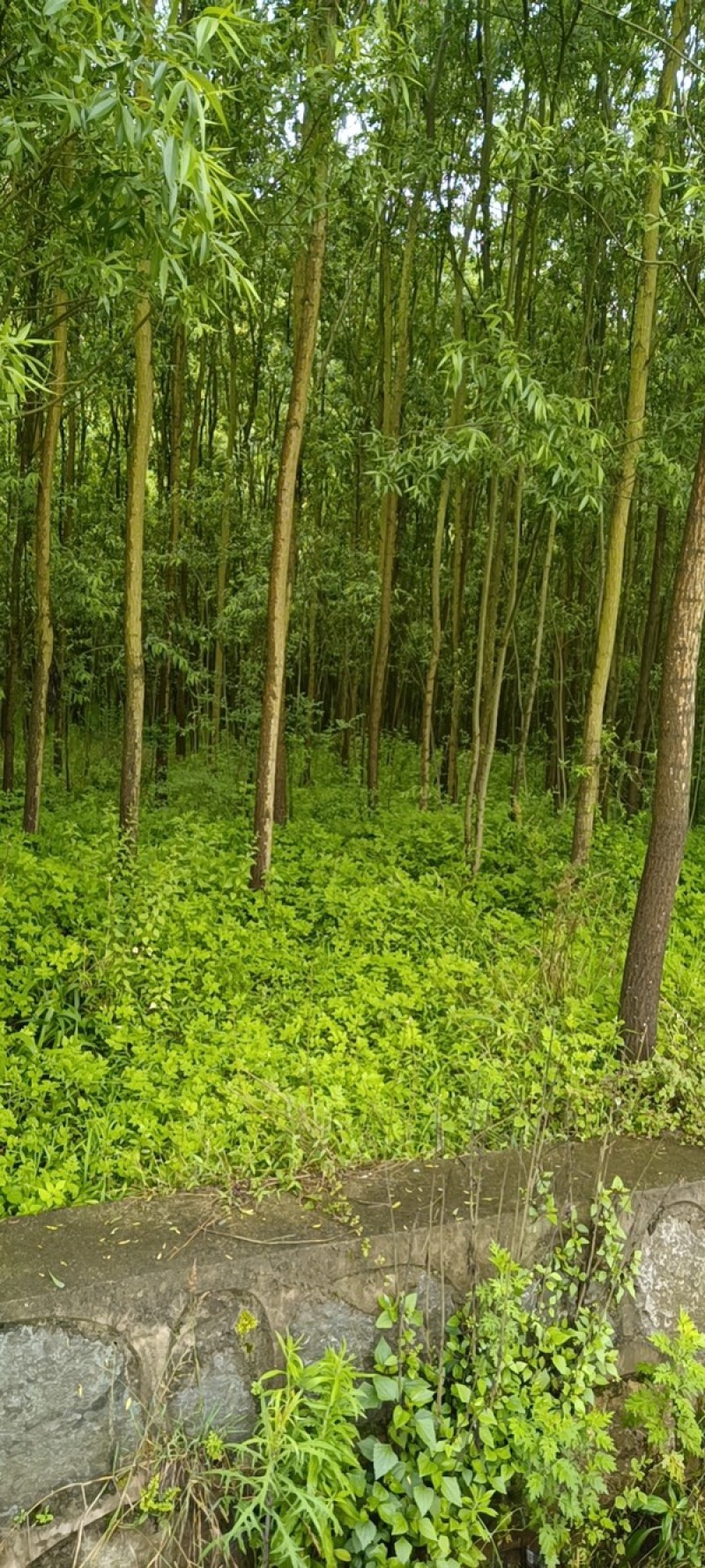 热销：竹柳大量出售，精品竹柳，质量保证，欢迎咨询采购