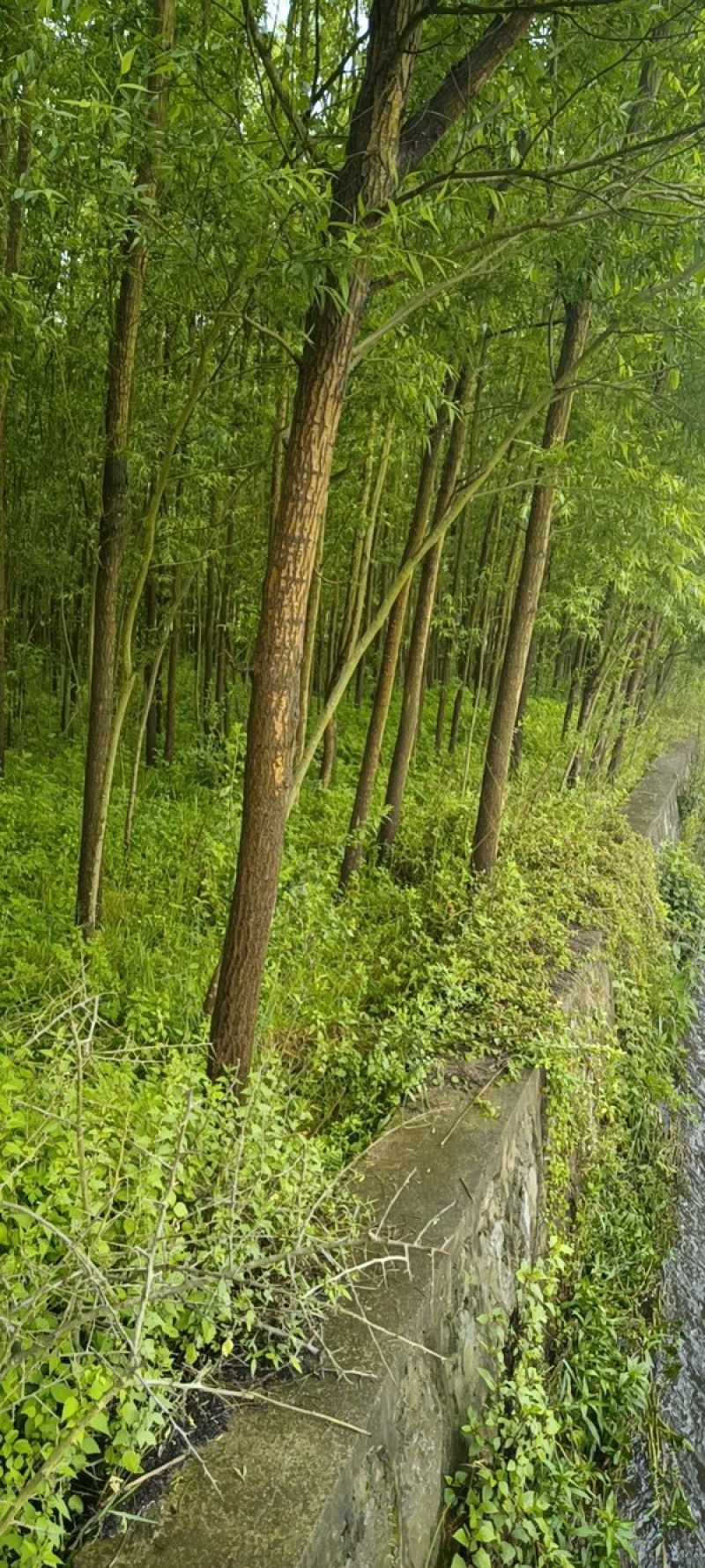 热销：竹柳大量出售，精品竹柳，质量保证，欢迎咨询采购