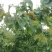 河北省保定市顺平县峨山村金太阳杏，罐头果1.4，商品果。