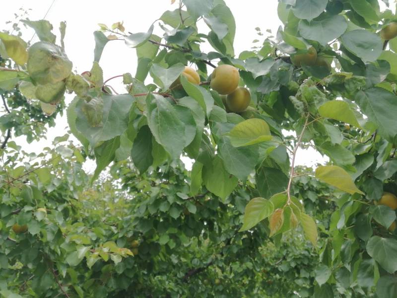 河北省保定市顺平县峨山村金太阳杏，罐头果1.4，商品果。
