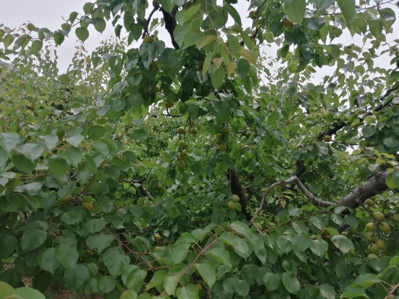 河北省保定市顺平县峨山村金太阳杏，罐头果1.4，商品果。