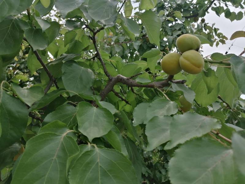 河北省保定市顺平县峨山村金太阳杏，罐头果1.4，商品果。