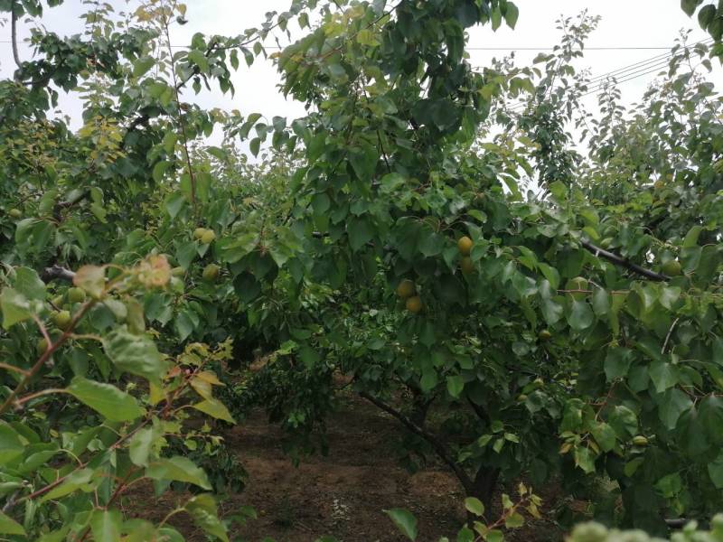 河北省保定市顺平县峨山村金太阳杏，罐头果1.4，商品果。